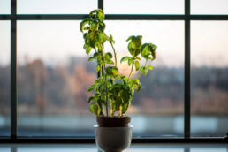 green plant sits in front of window overlooking forest