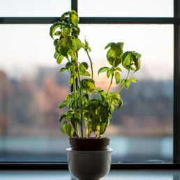 green plant sits in front of window overlooking forest
